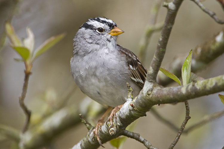 white-crowned sparrow 040607_MG_0175