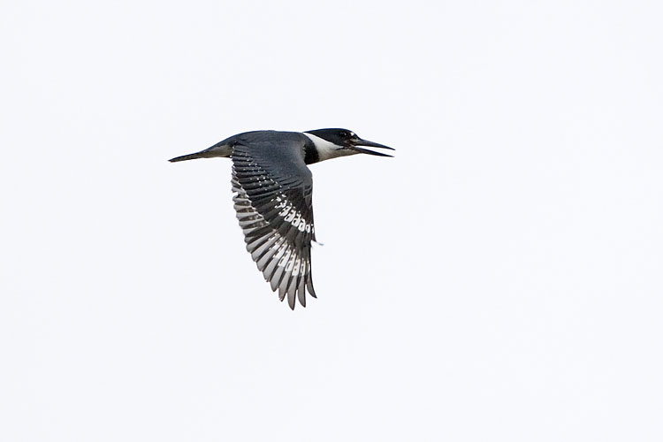 belted kingfisher 040807_MG_0292