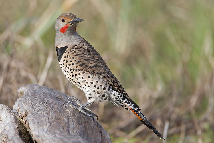 northern flicker 040807_MG_0216