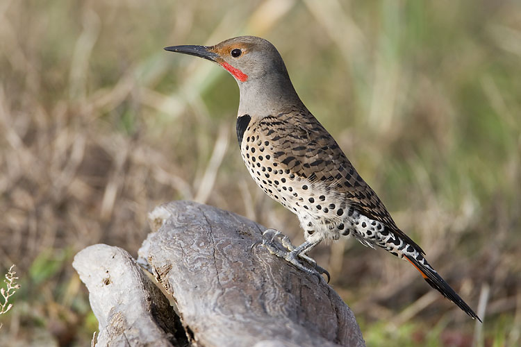northern flicker 040807_MG_0219