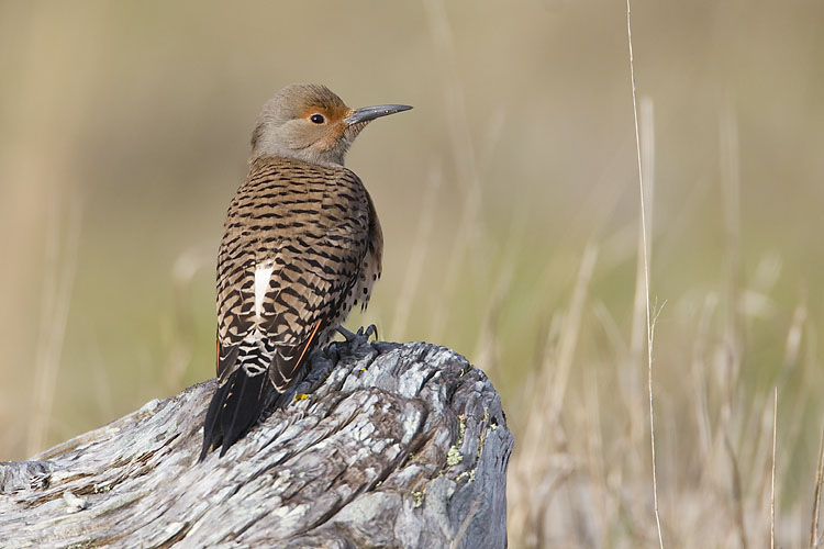 northern flicker 040807_MG_0233