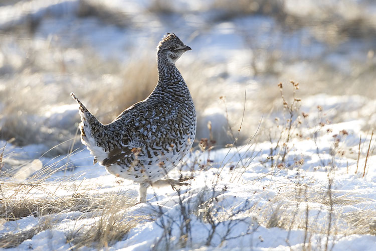 sharp-tailed grouse 042207_MG_0766