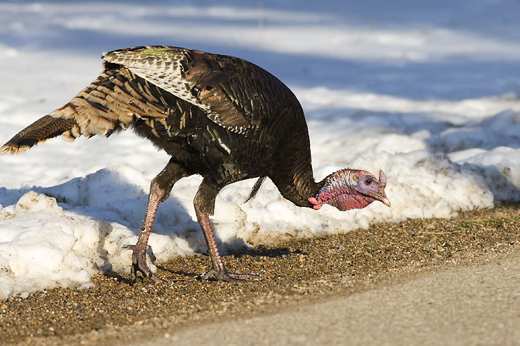 wild turkey 042107_MG_0653