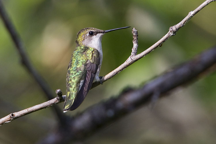 ruby-throated hummingbird 072007_MG_0683