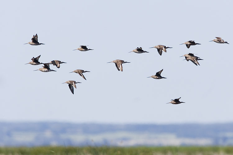 hudsonian godwits 080607IMG_6539