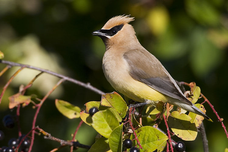 cedar waxwing 090907_MG_0096