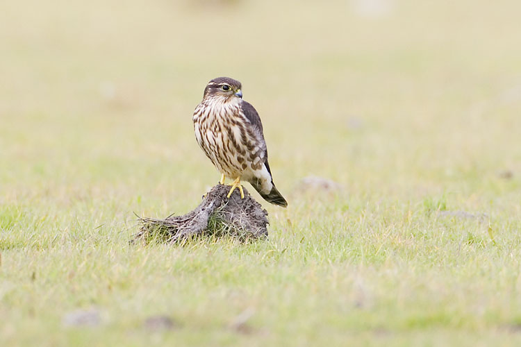 merlin 090907_MG_0917