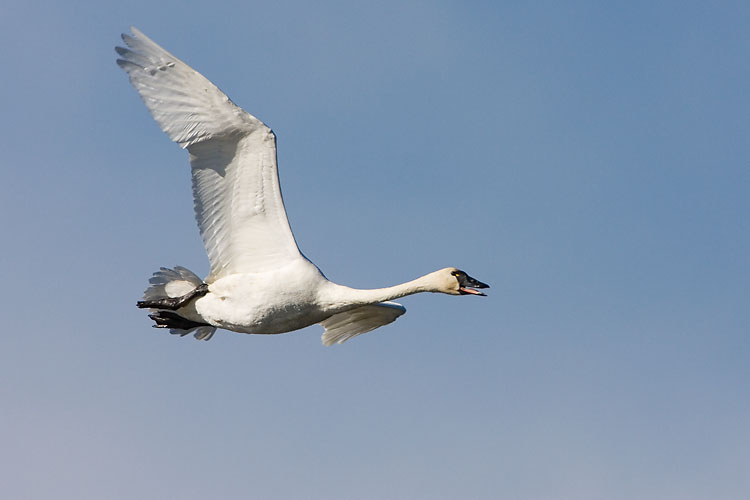 tundra swan 101407IMG_6286