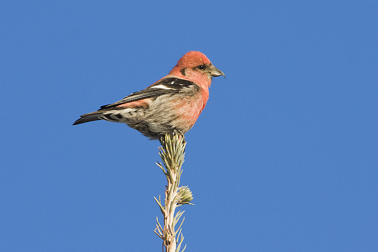 white-winged crossbill 020208IMG_0618