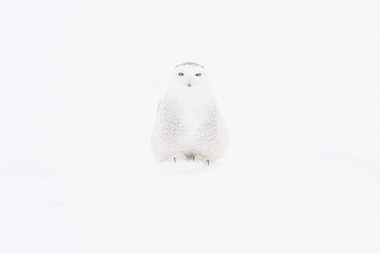 snowy owl 021208IMG_0173