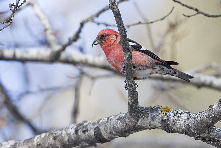 white-winged crossbill 021608IMG_0544