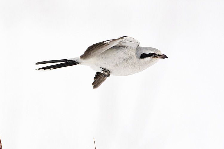 northern shrike 021808IMG_0061