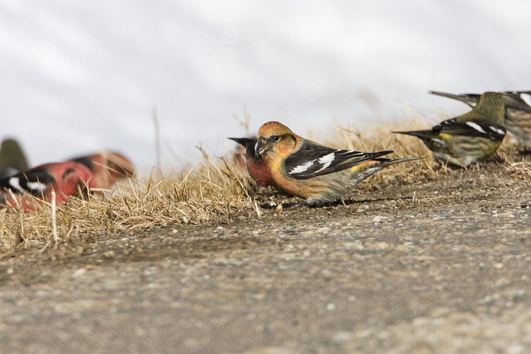 white-winged crossbills 030108IMG_0202