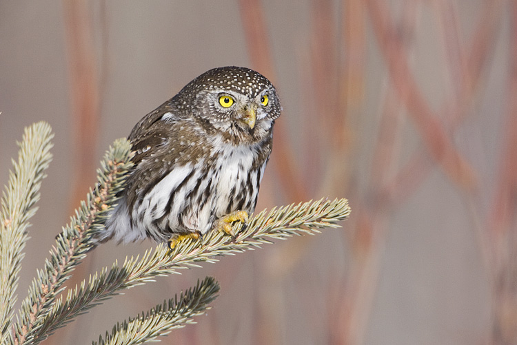 northern pygmy-owl 030208IMG_1069