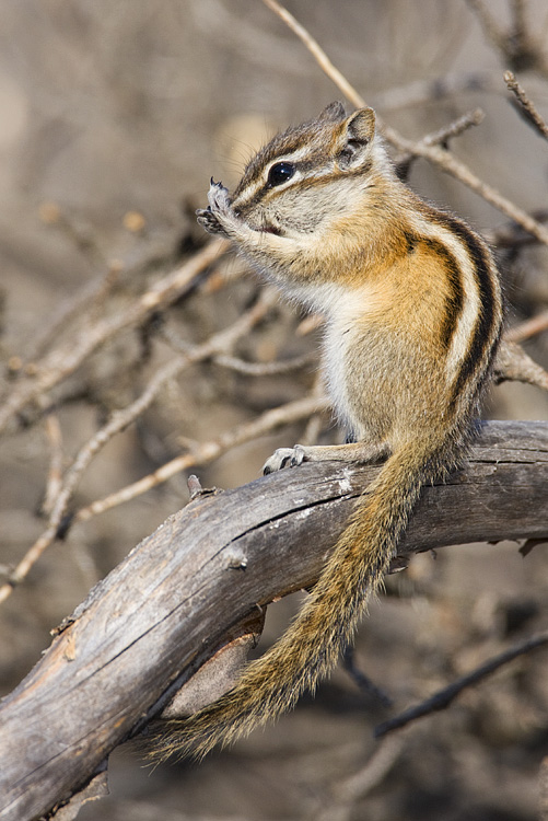 chipmunk 040208IMG_0096