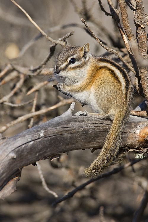 chipmunk 040208IMG_0152