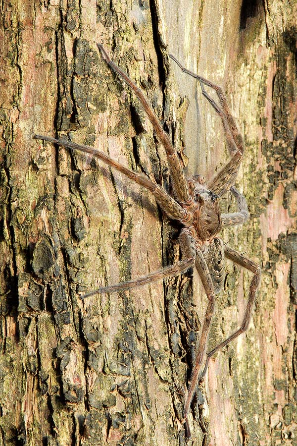 Fishing Spider II