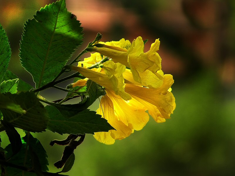 yellow flower.jpg