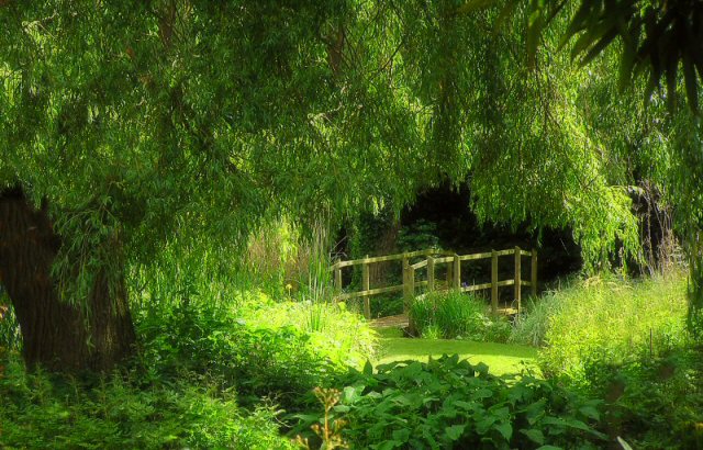 water garden