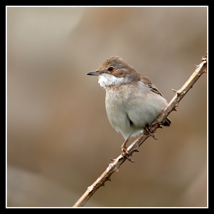 Common Whitethroat