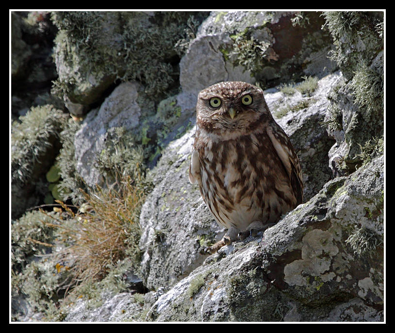Little Owl
