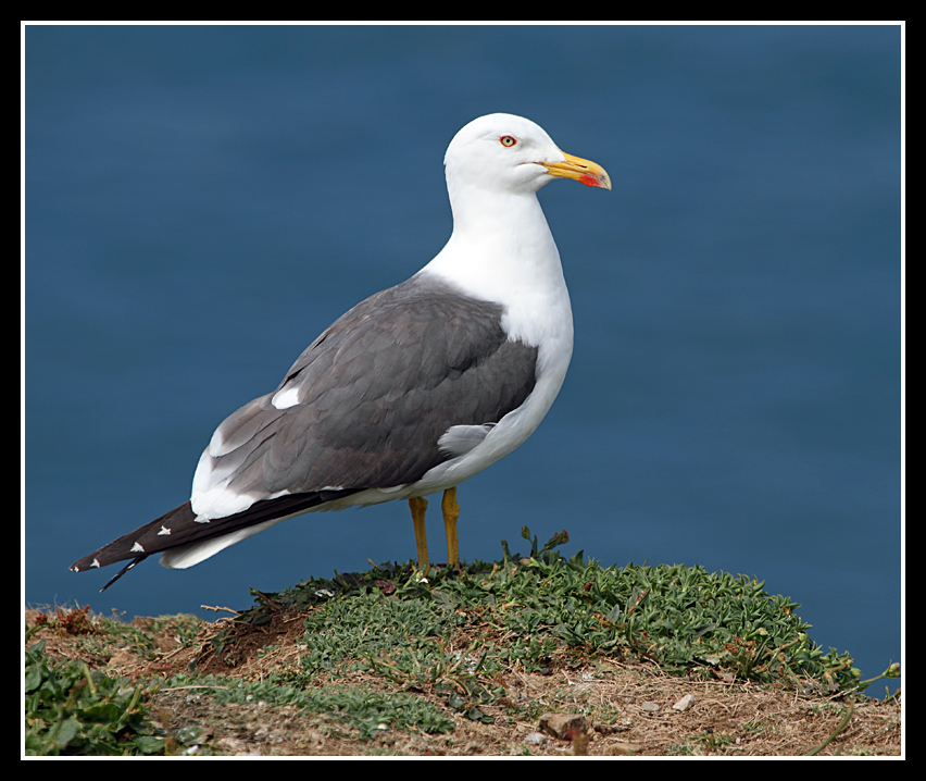 Lesser Black Backed Gull