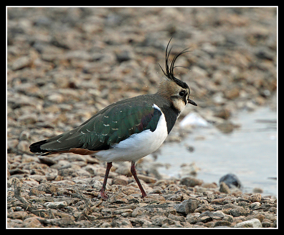 Lapwing