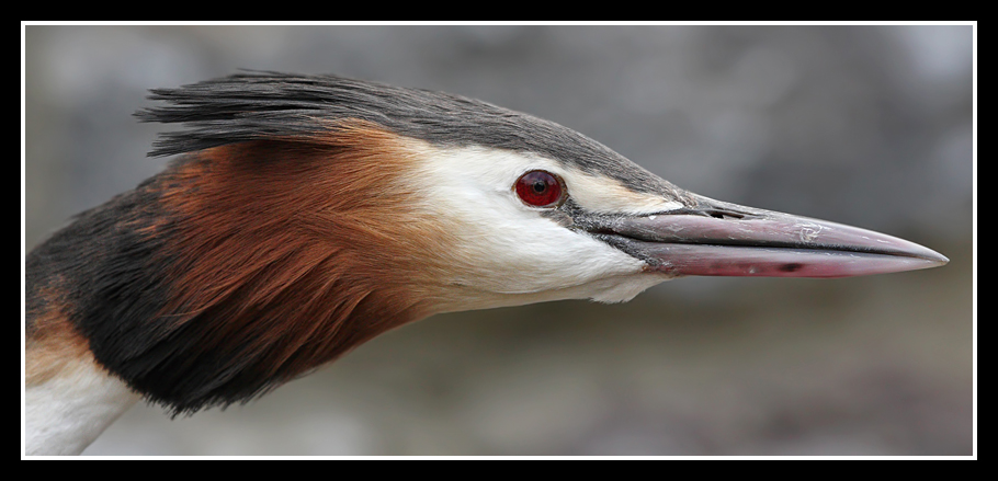 Great Crested Grebe