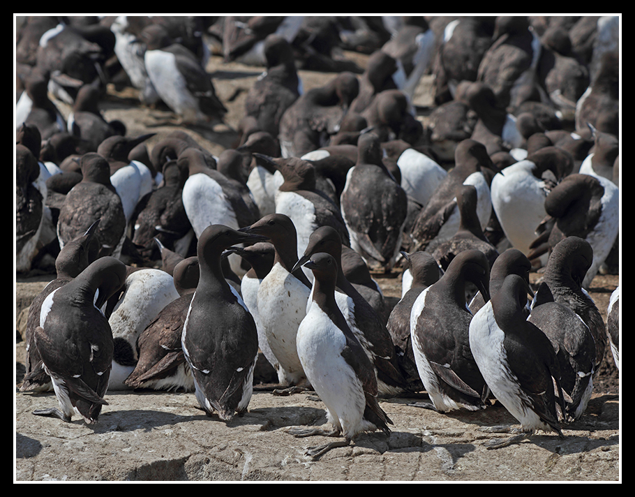 Guillemots