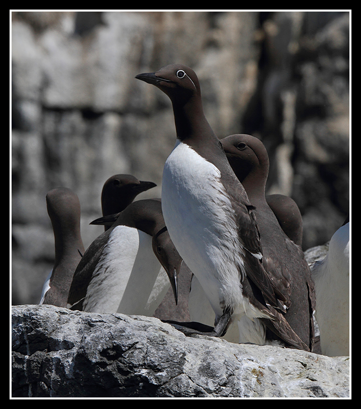 Bridled Guillemot