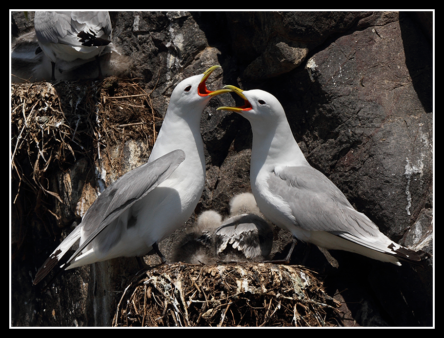 Kittiwake family