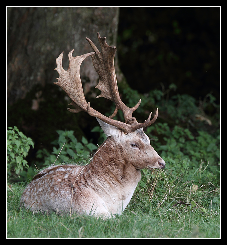 Fallow Deer Stag