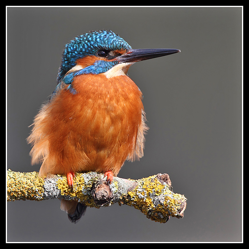 Wind ruffled feathers