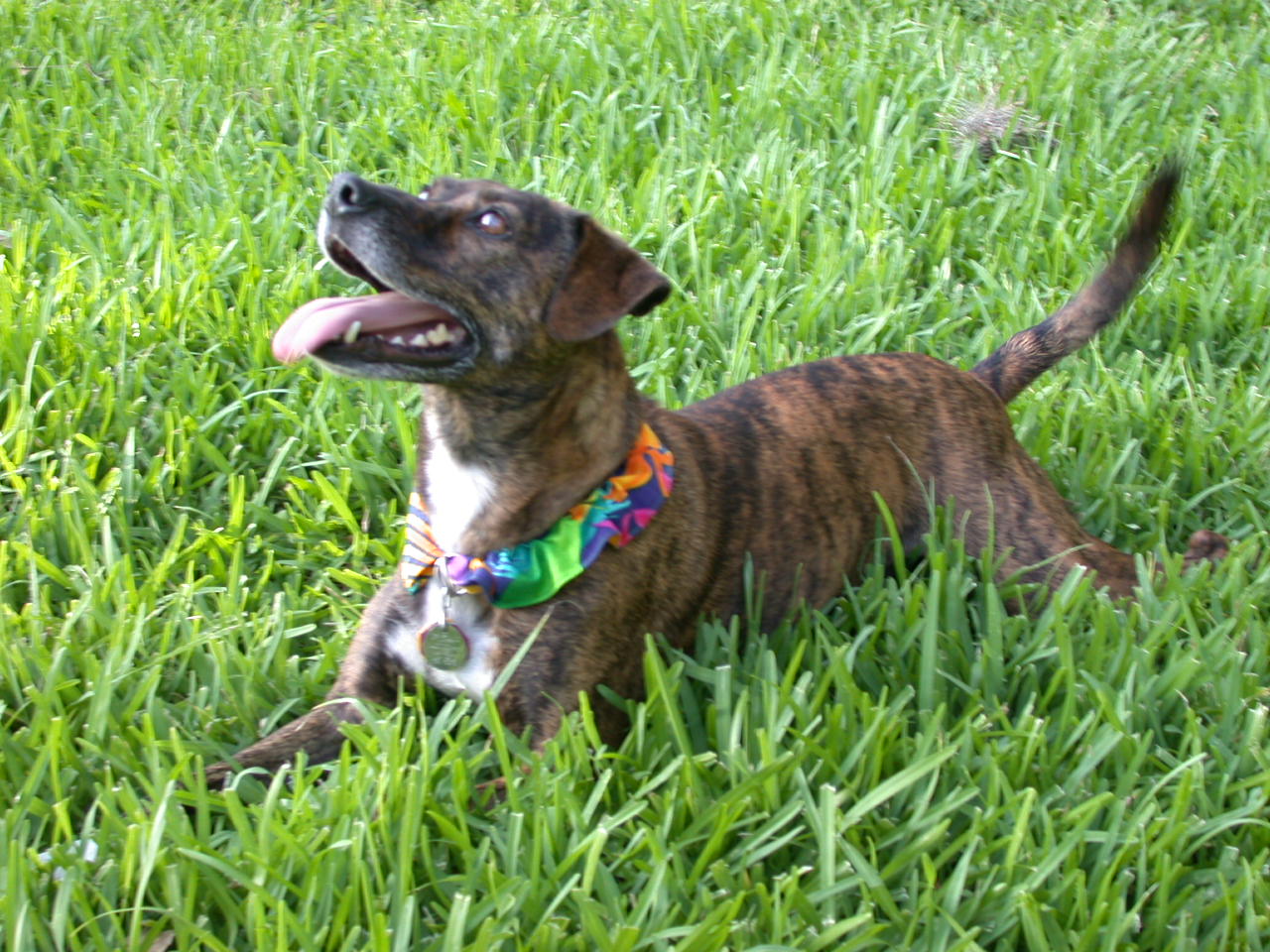 Happy in the grass