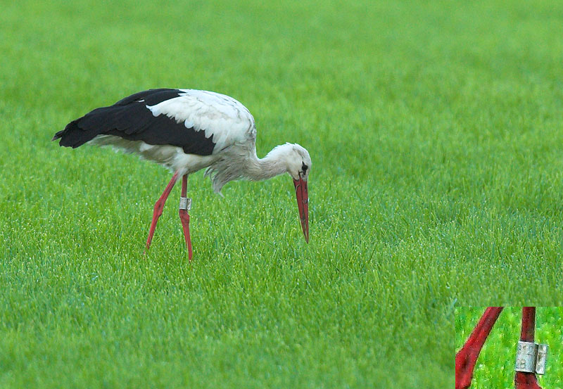 White stork - Ciconia ciconia, Overbroek, 19/07/08
