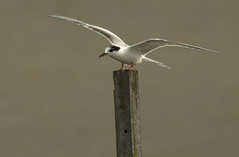 Common tern - Sterna hirundo