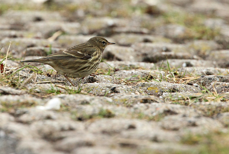 Rock pipit - Anthus petrosus