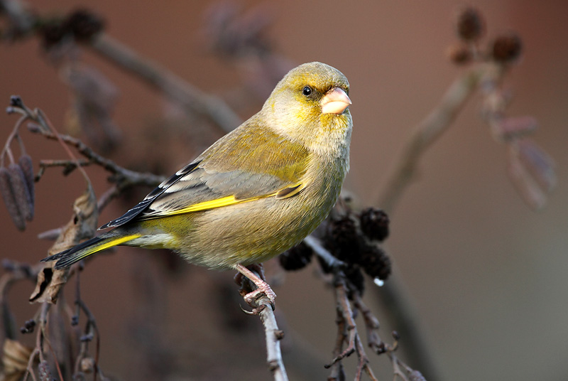 Greenfinch - Carduelis chloris