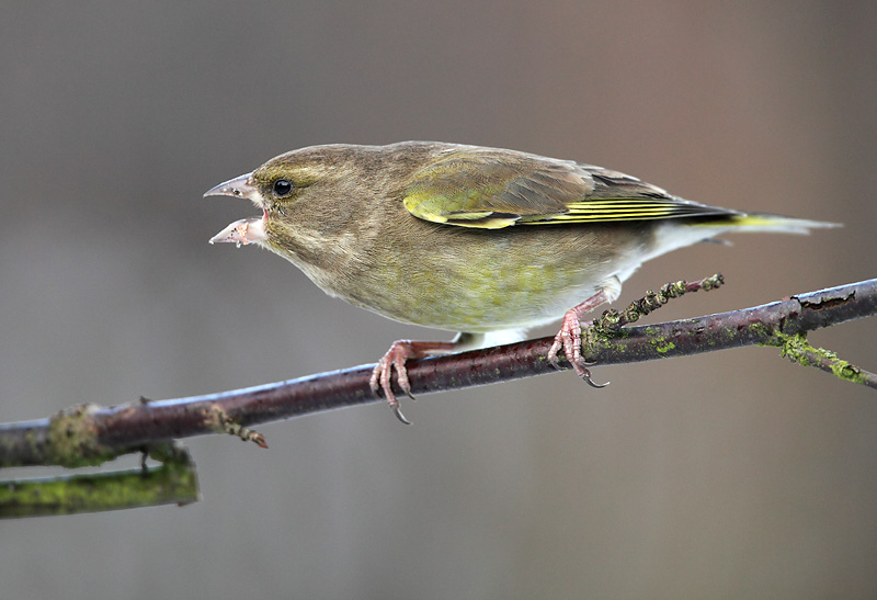 Greenfinch - Carduelis chloris