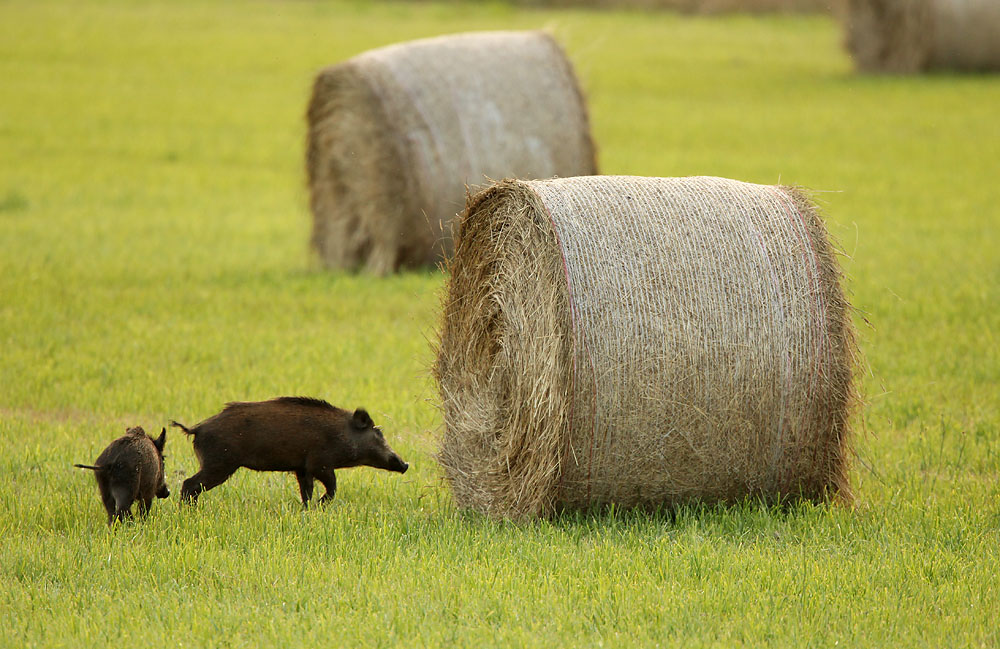 Wild Boar - Everzwijn