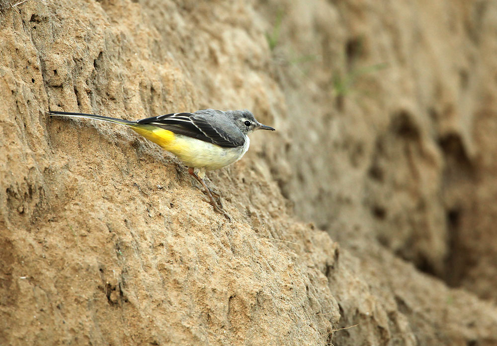 Grey Wagtail - Grote Gele Kwikstaart