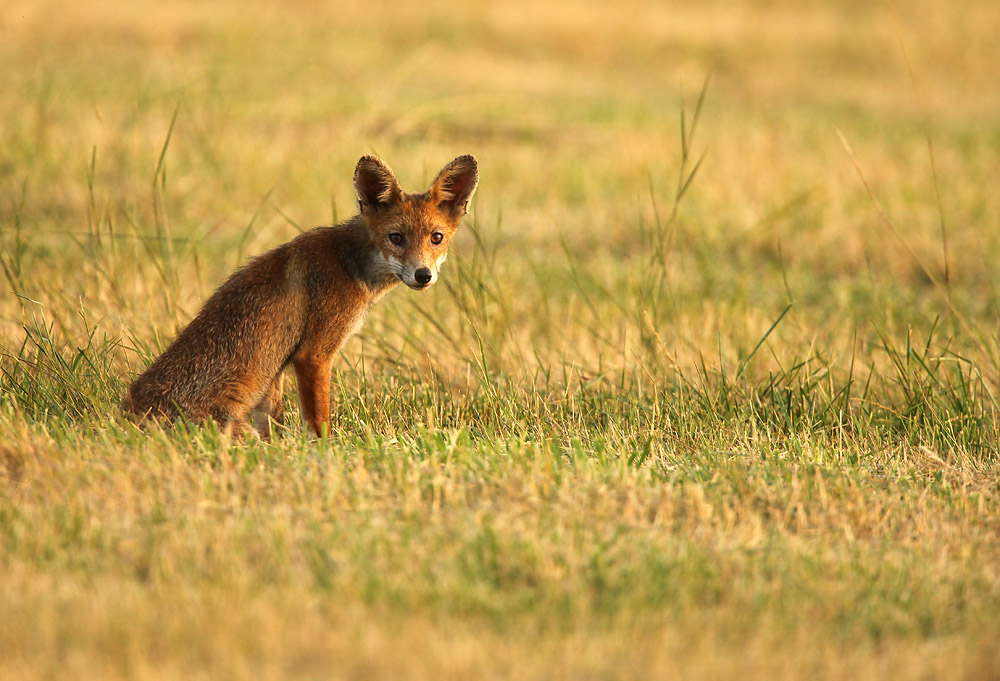 Red Fox - Vos