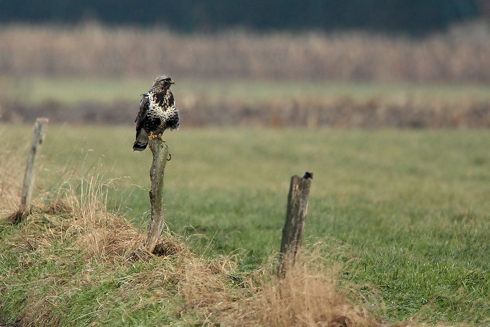 Rough-legged Buzzard - Ruigpootbuizerd, Kalmthout 260111