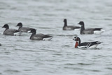 Roodhalsgans - Red-breasted goose, Prunjepolder 17/01/2011