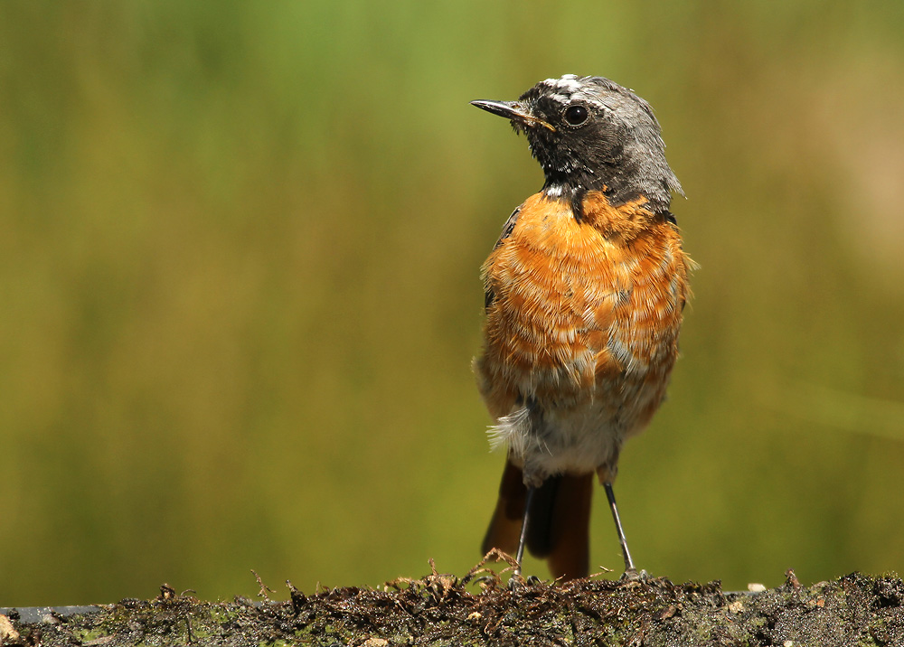 Gekraagde Roodstaart - Redstart