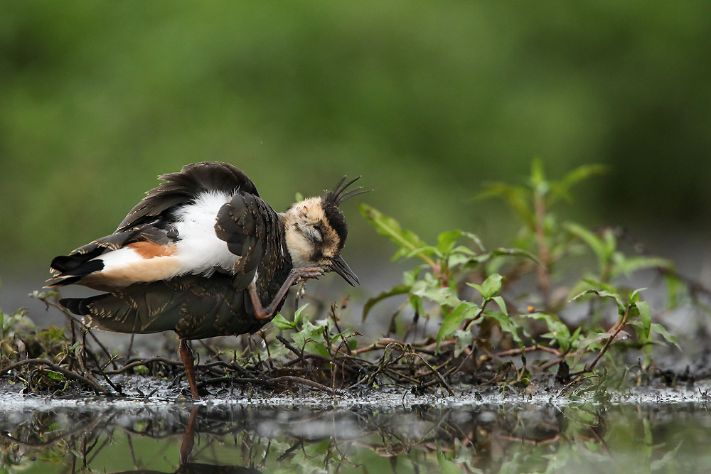 Kievit - Lapwing