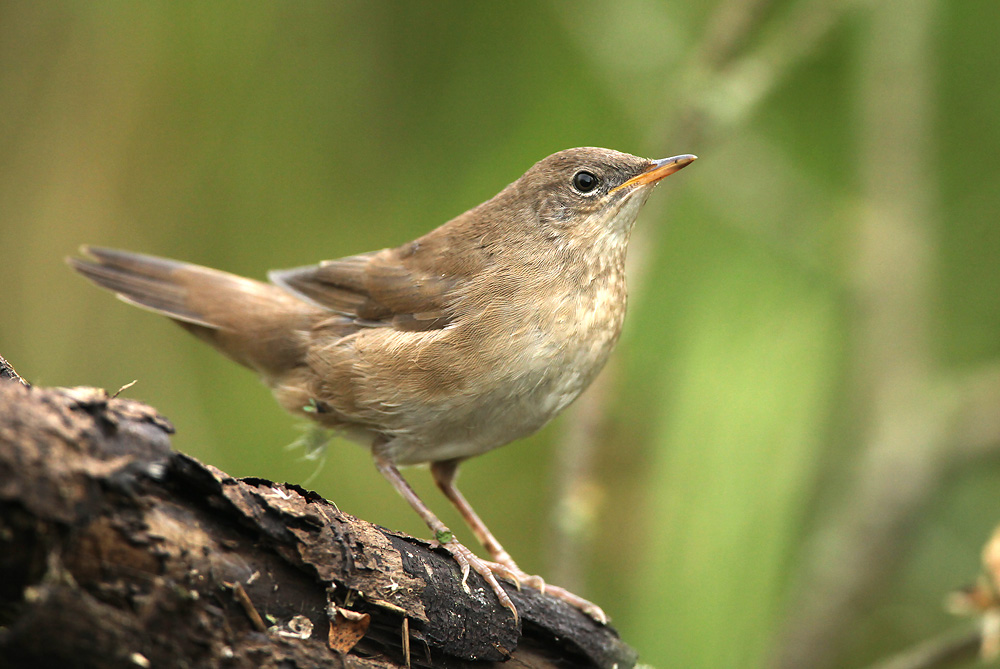 Snor - Savis Warbler
