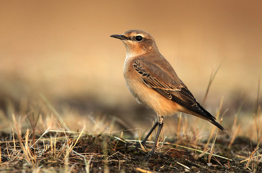 Tapuit - Wheatear