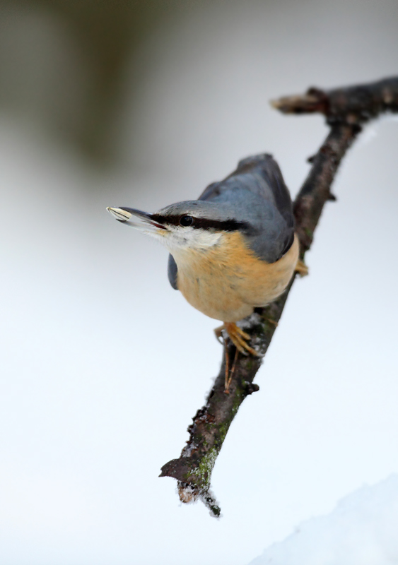 Boomklever - Nuthatch