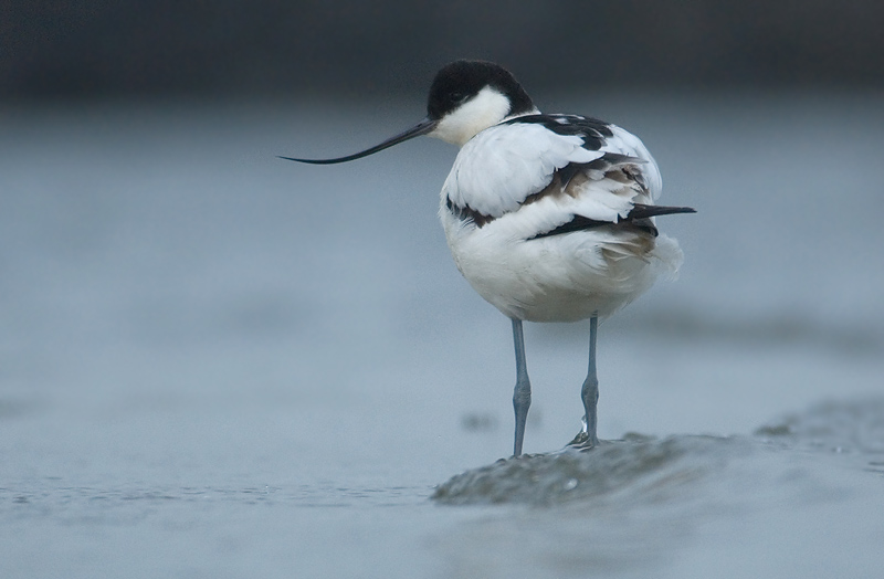 Avocet - Recurvirostra avosetta